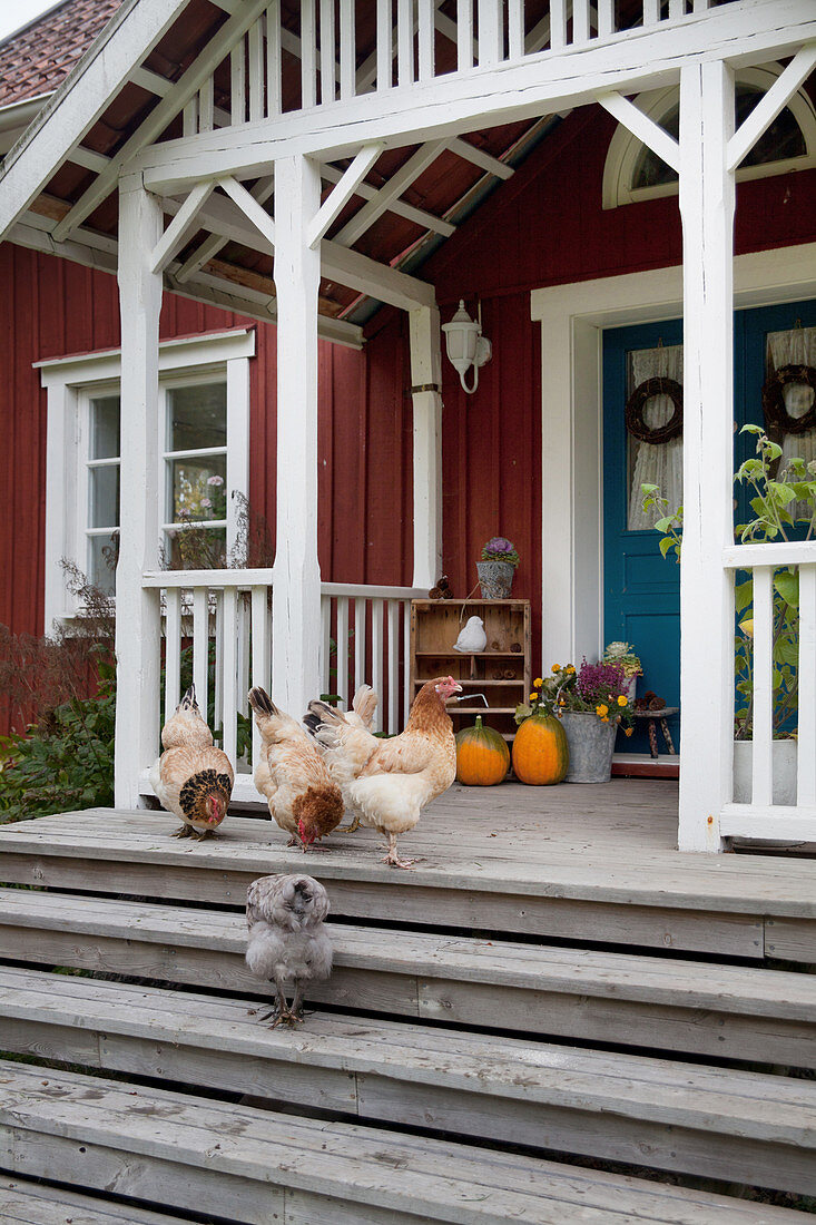 Hens on steps leading to front door of Falu-red Swedish house