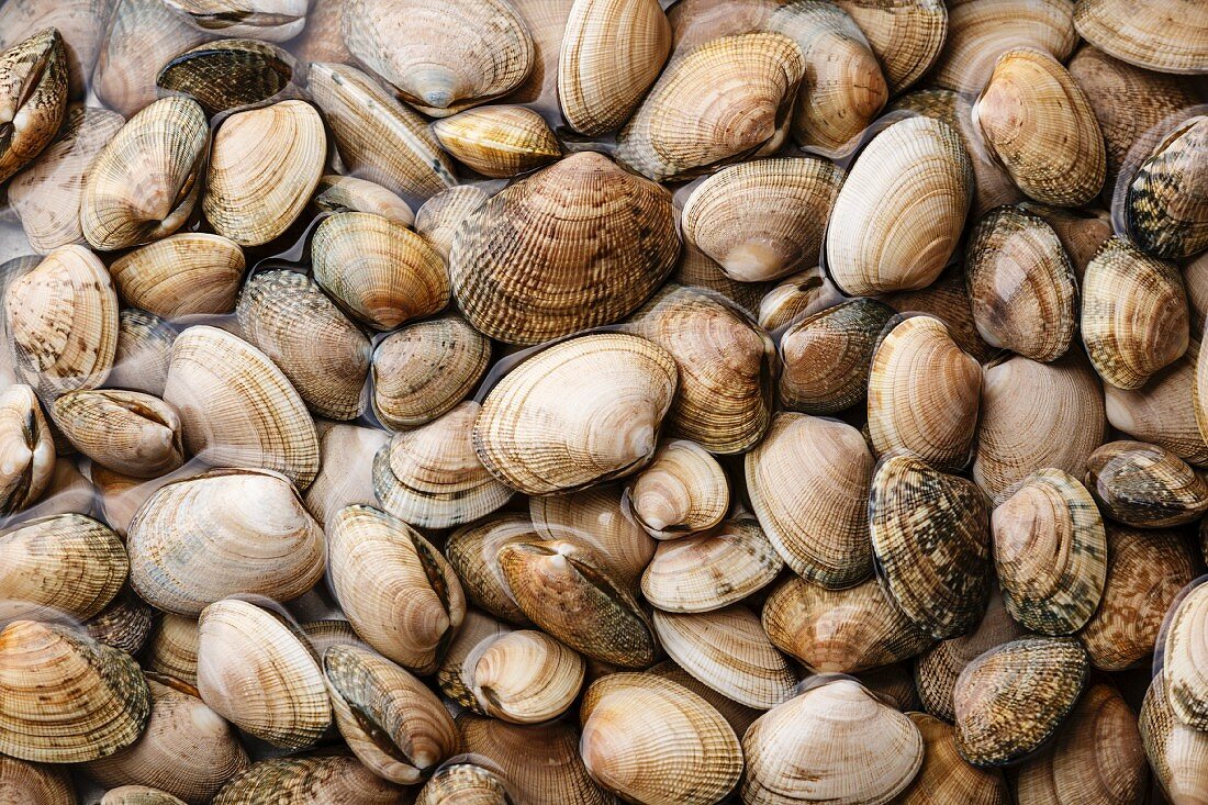 Raw fresh clams vongole seashells background