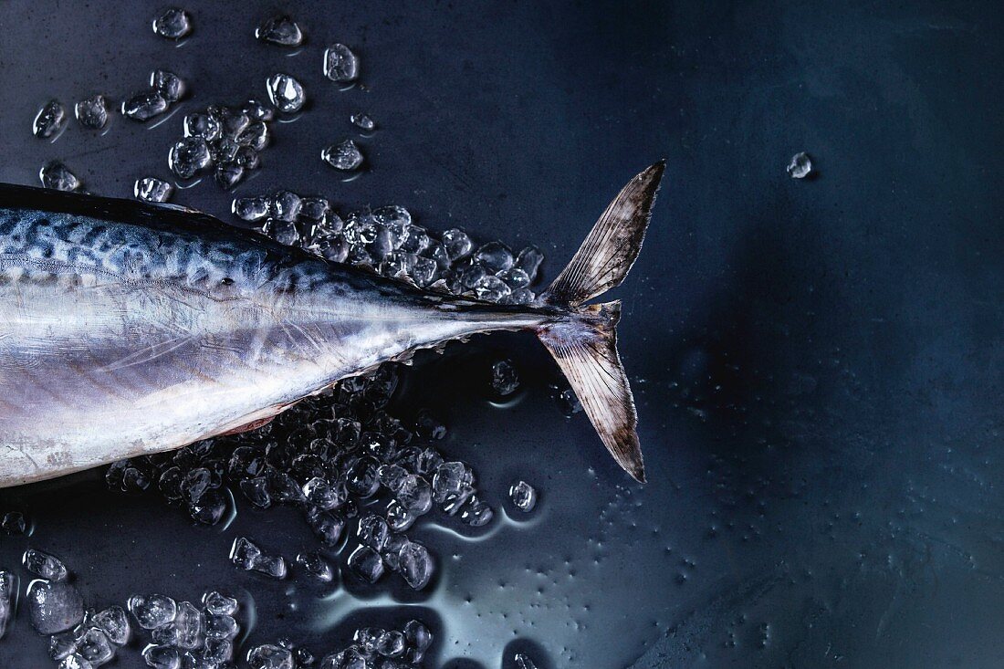 Frischer Thunfisch (Ausschnitt) mit Eis auf dunklem Untergrund