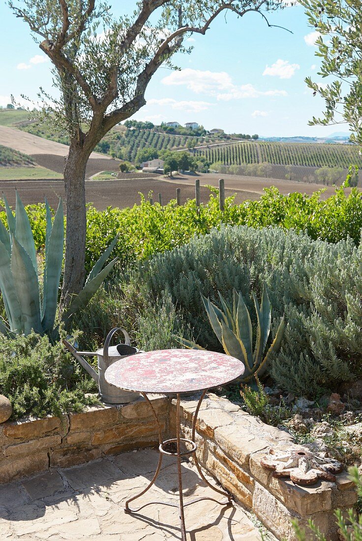 View from terrace across vineyards