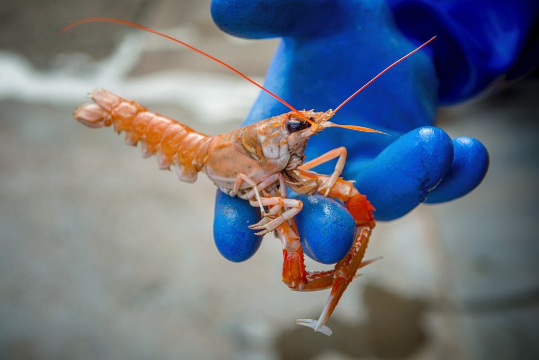 Man holding Crayfish