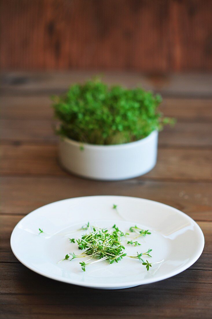 Freshly chopped cress on a plate in front of a pot of cress