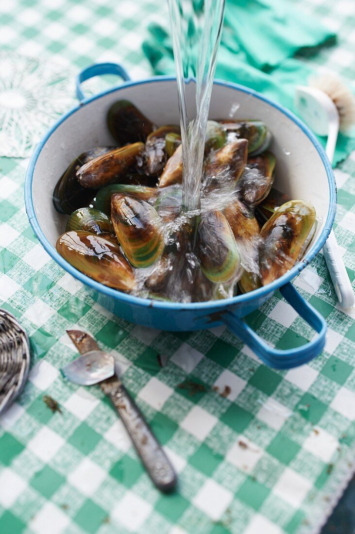 Washed green lipped mussels