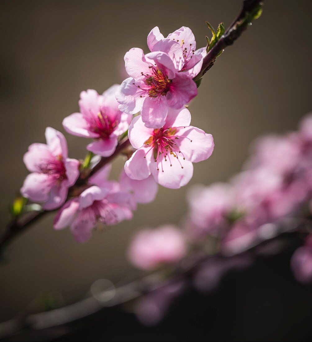 Zweig mit Pfirsichblüten im Sonnenlicht