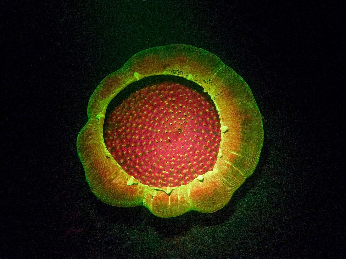 Amplexidiscus coral fluorescing at night