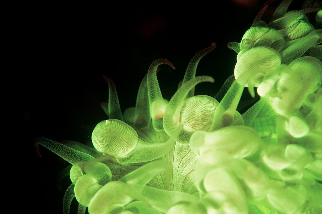 Hard coral fluorescing at night