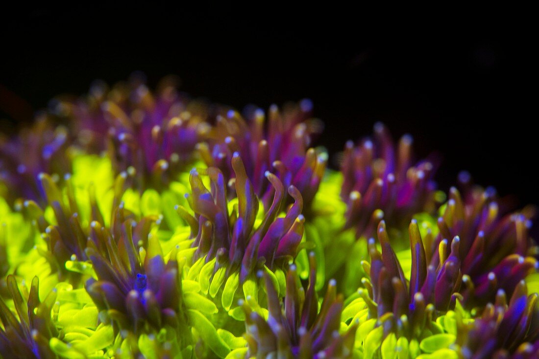 Galaxea hard coral fluorescing at night