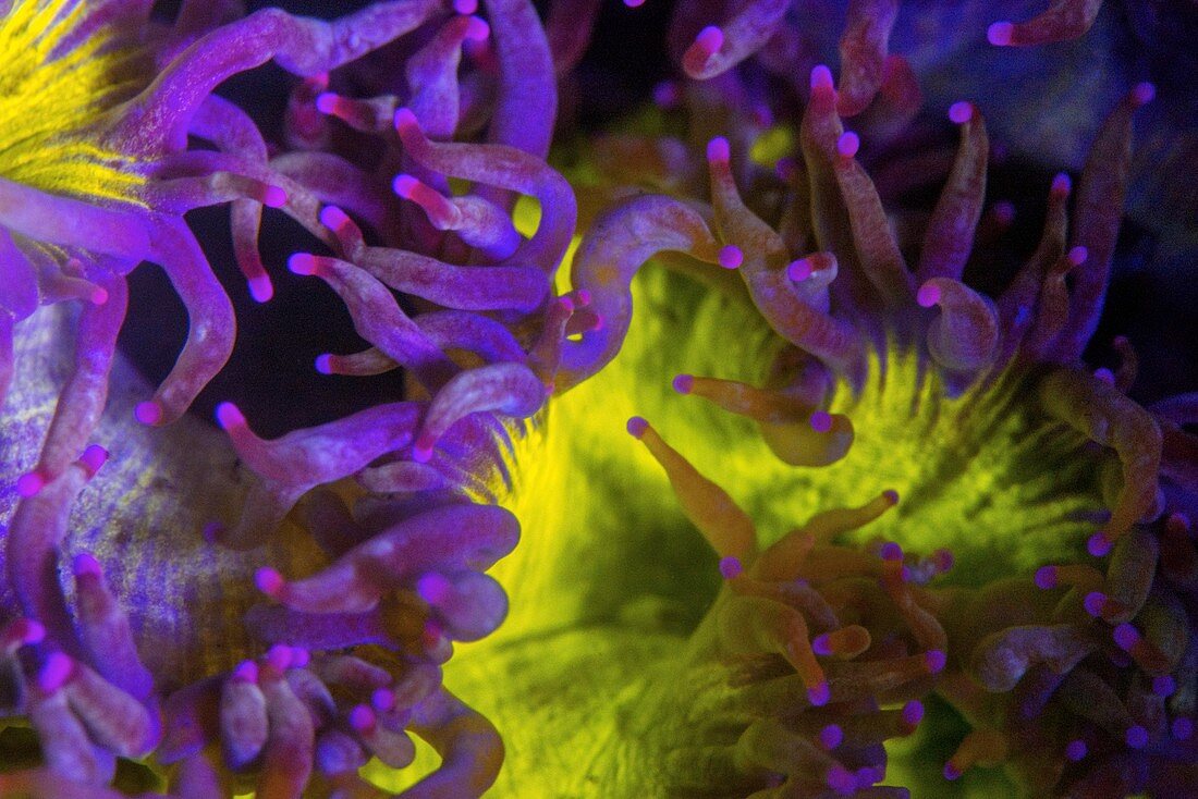 Catalaphyllia hard coral fluorescing at night