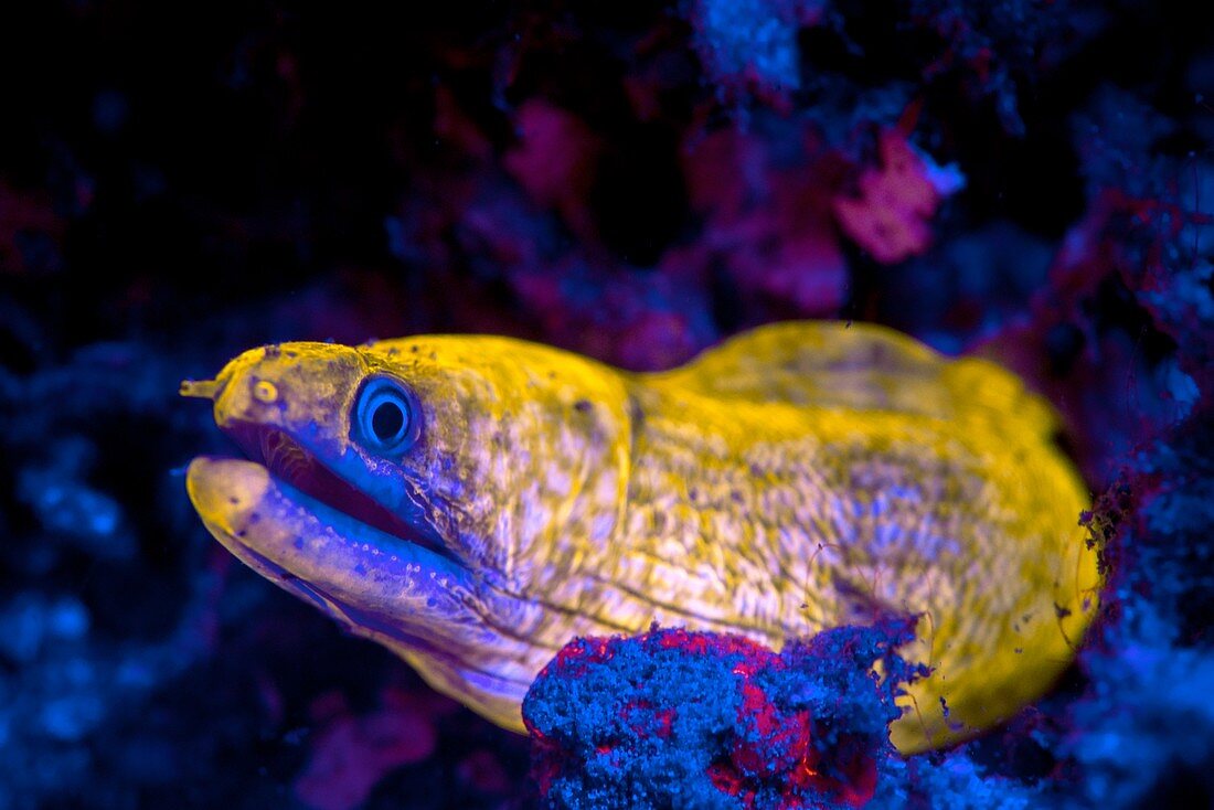 Moray eel fluorescing at night