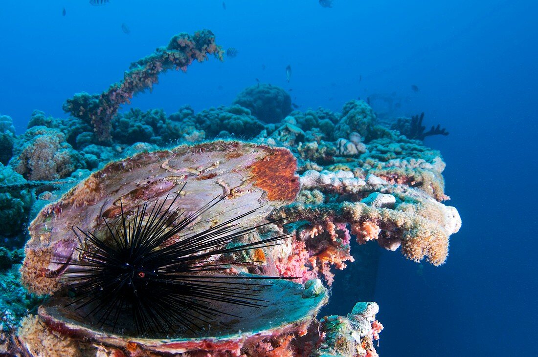 Black Sea urchin in a clam