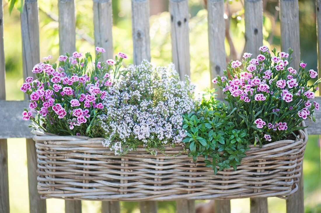 Dianthus 'Pink kisses', Thymus vulgaris and summer savoury planted in wicker basket hung from fence