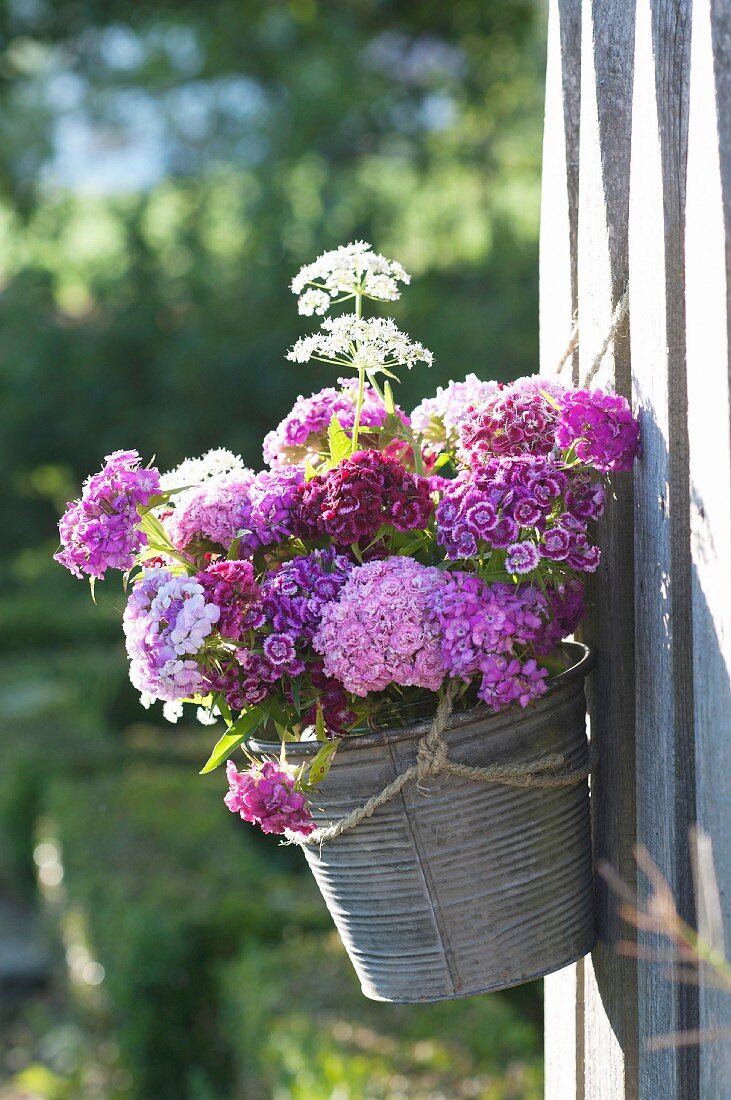 Bouquet of Dianthus barbatus (sweet William) in small bucket hung from fence
