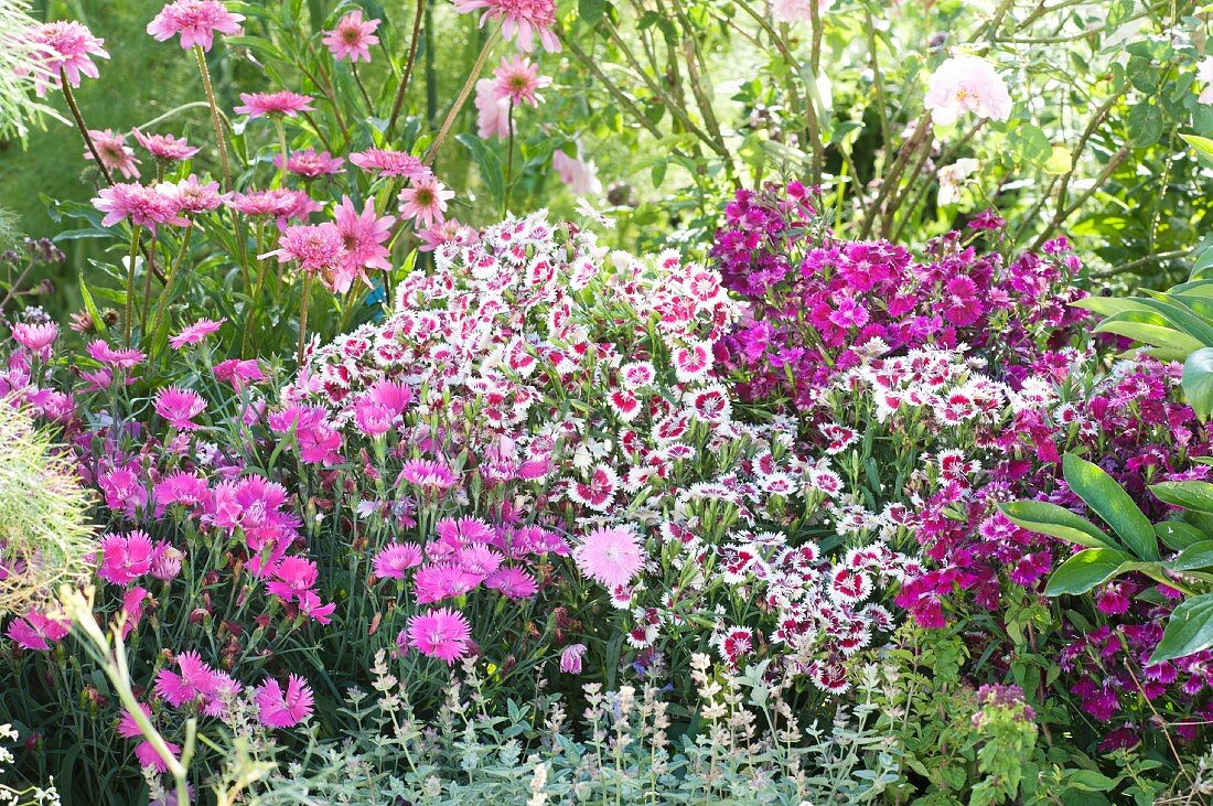 Blumenbeet mit Dianthus (Nelken) und Echinacea 'Minibelle' (Roter Sonnenhut)