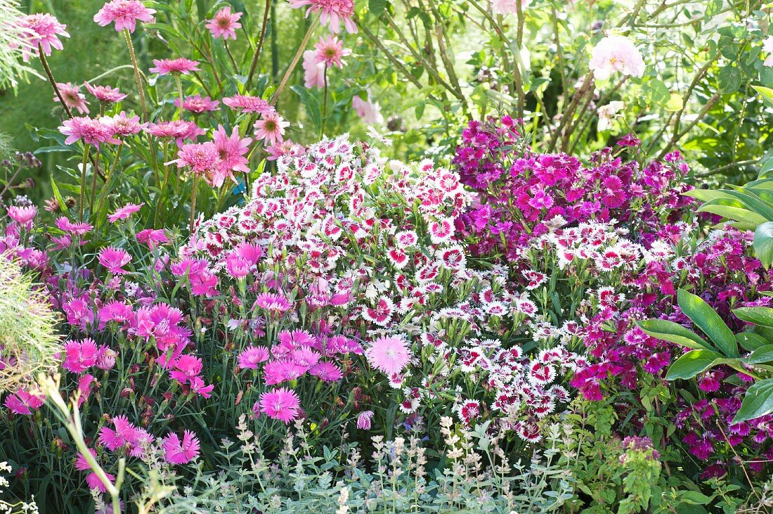 Flowerbed planted with Dianthus (pinks) and Echinacea 'Minibelle' (coneflower)