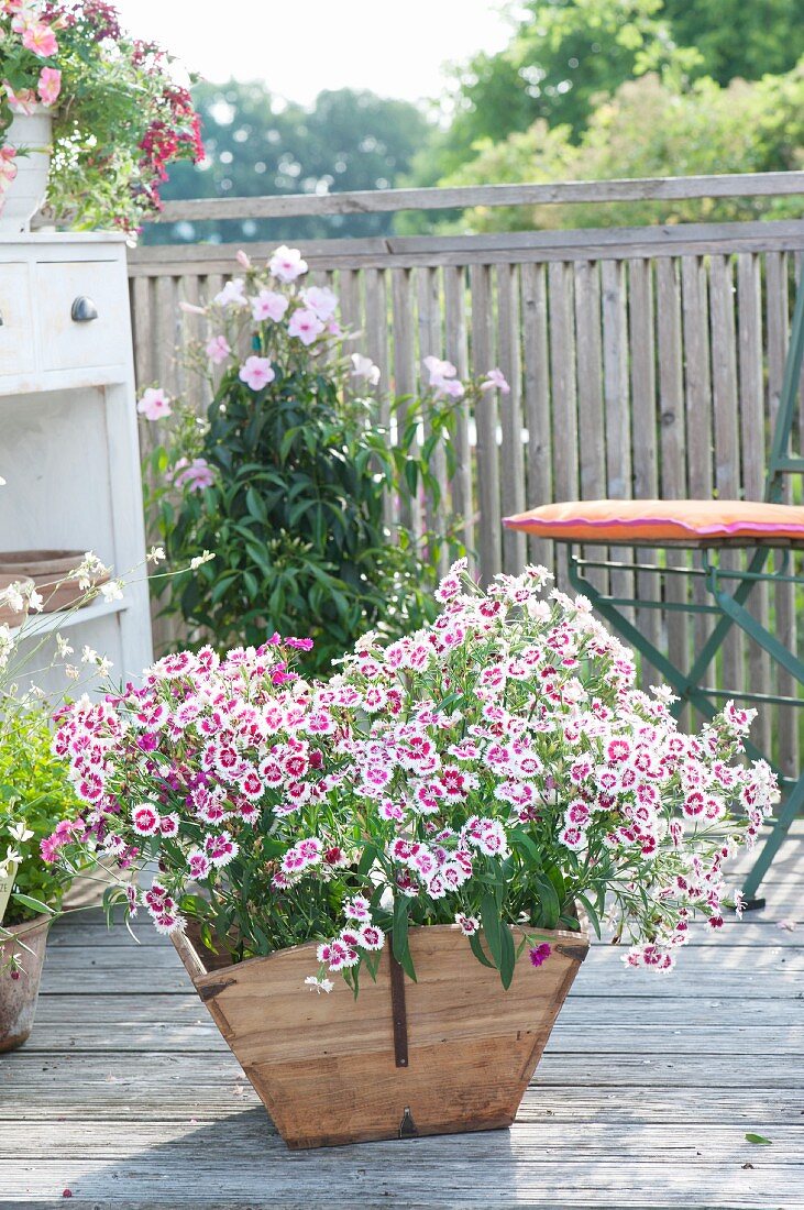 Dianthus 'Pink kisses' (pinks) in wooden trug in front of Pandorea (bower vine) and chair