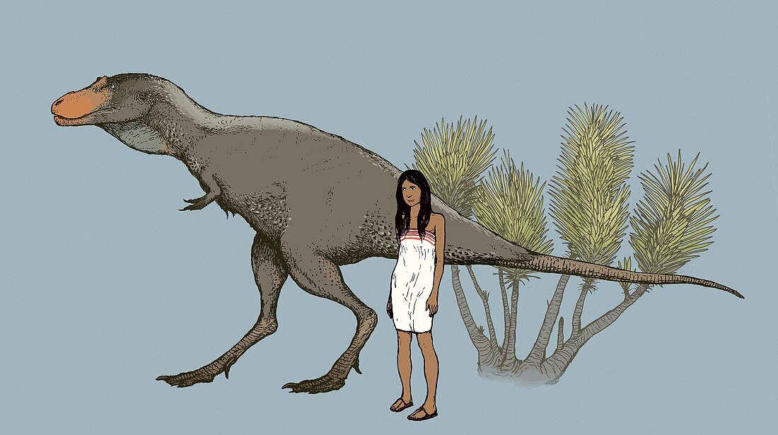 Albertosaurus dinosaur, illustration