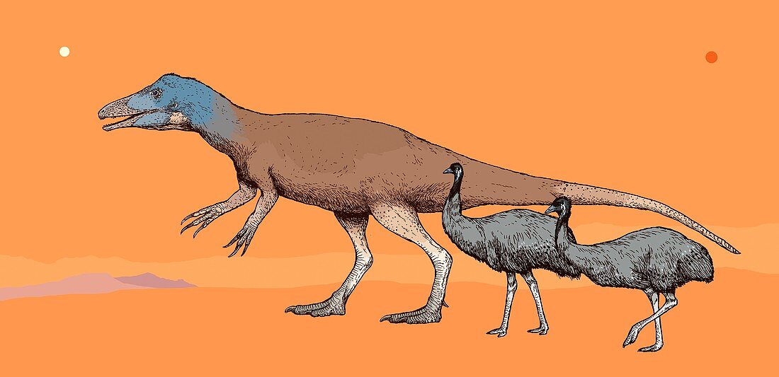 Australovenator dinosaur, illustration