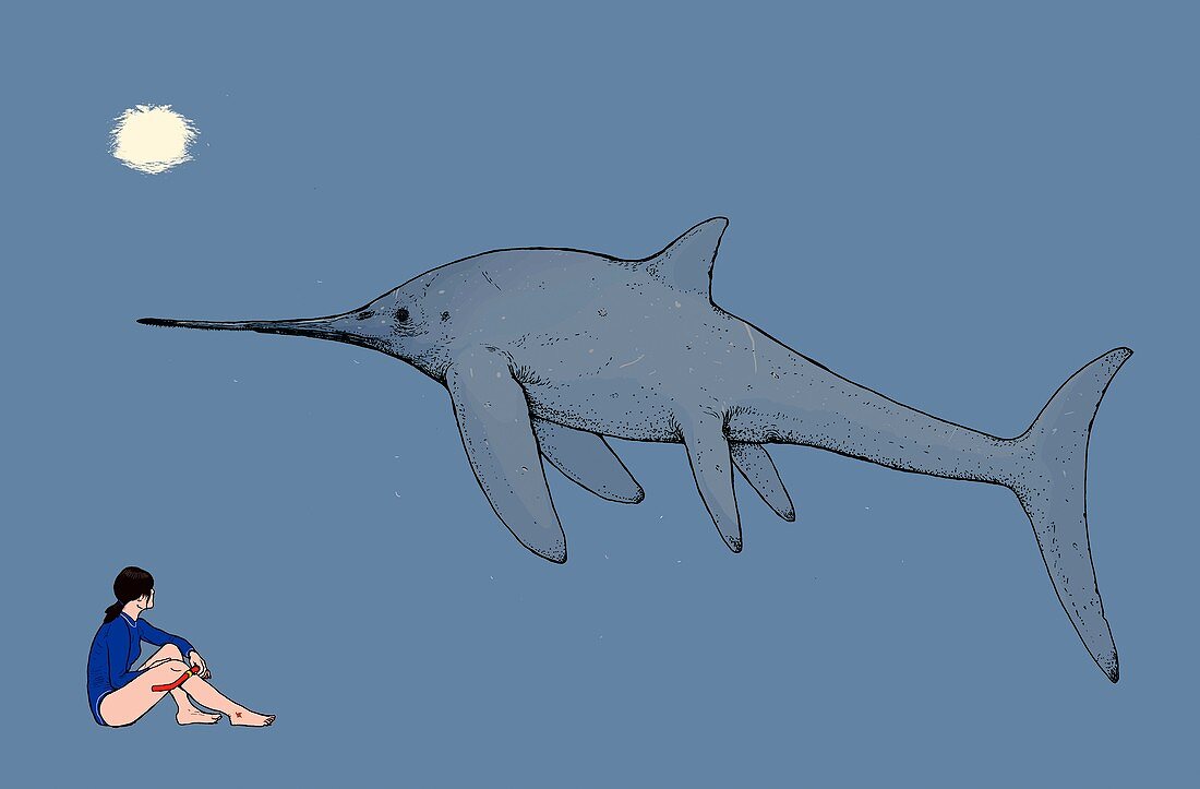 Eurhinosaurus ichthyosaur, illustration