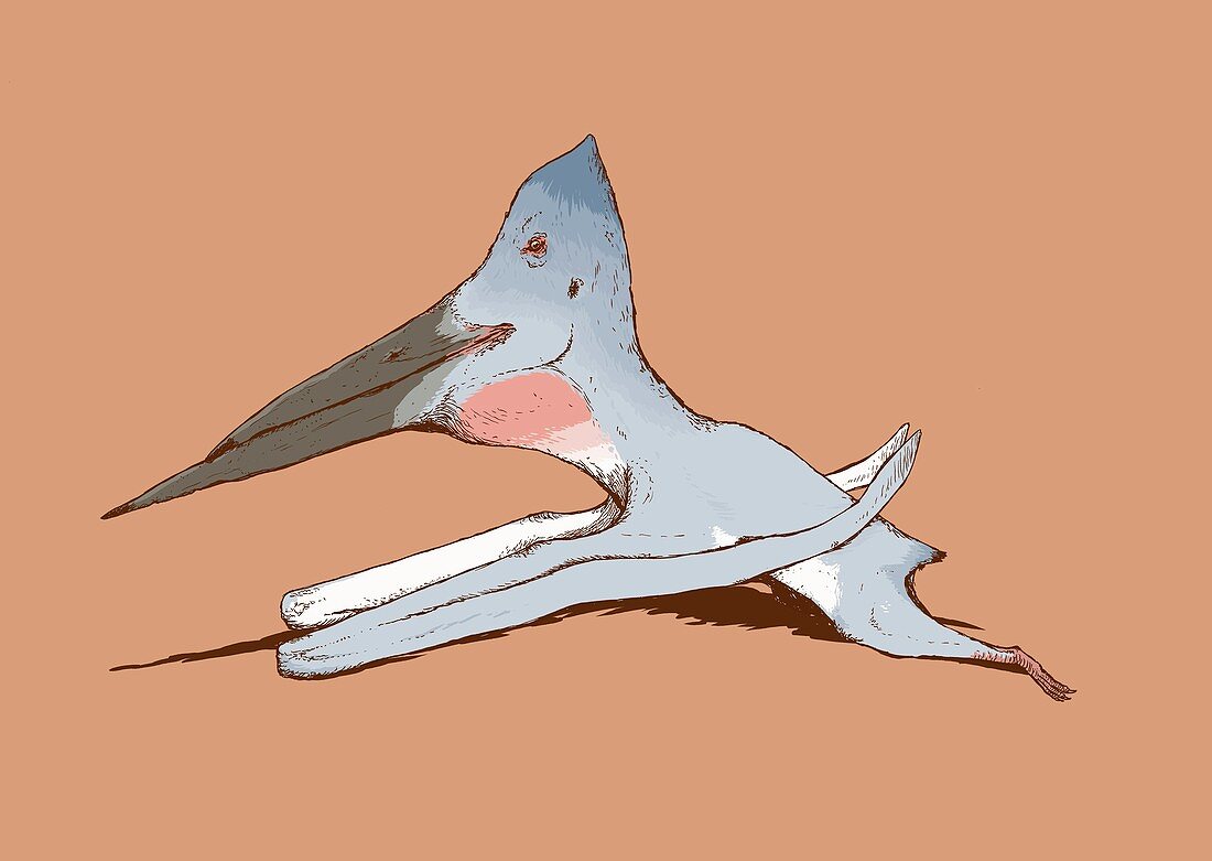 Pterosaur flying reptile skimming, illustration
