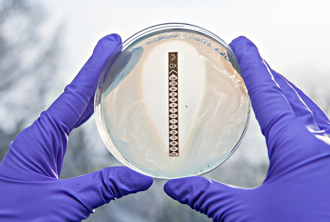 MRSA bacterial antbiotics resistance research