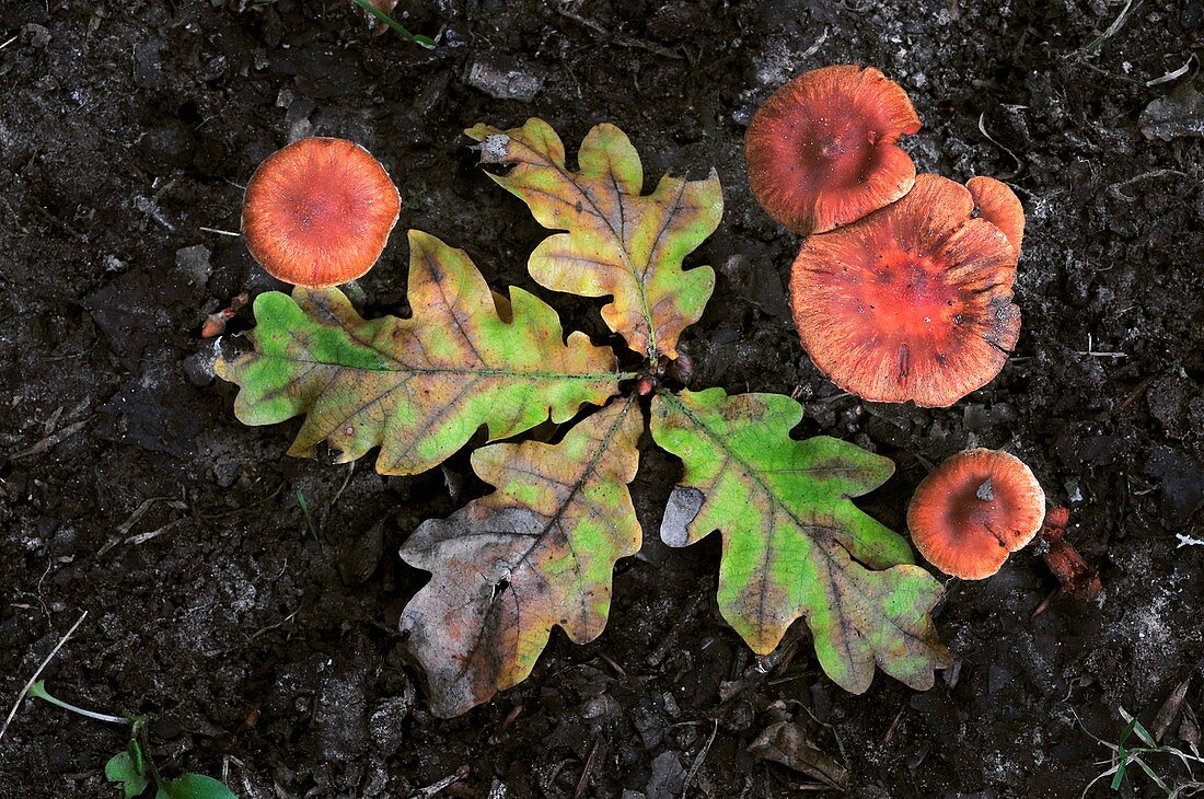 Deceiver fungus and leaves