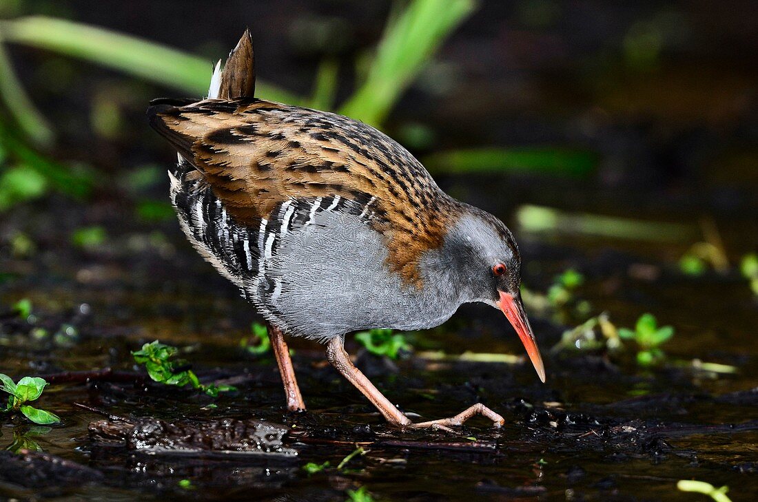 Water rail