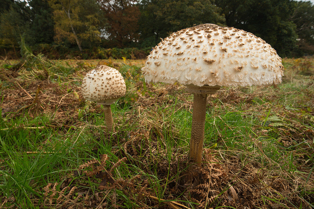 Shaggy parasol mushrooms