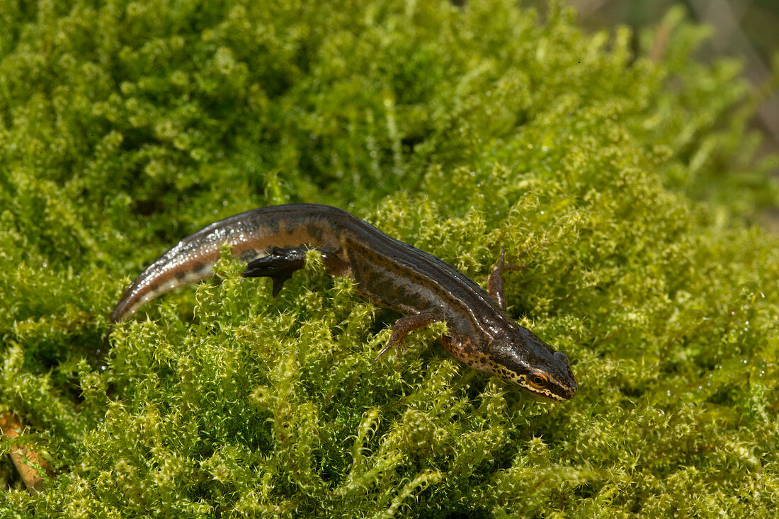 Palmate newt foraging on moss