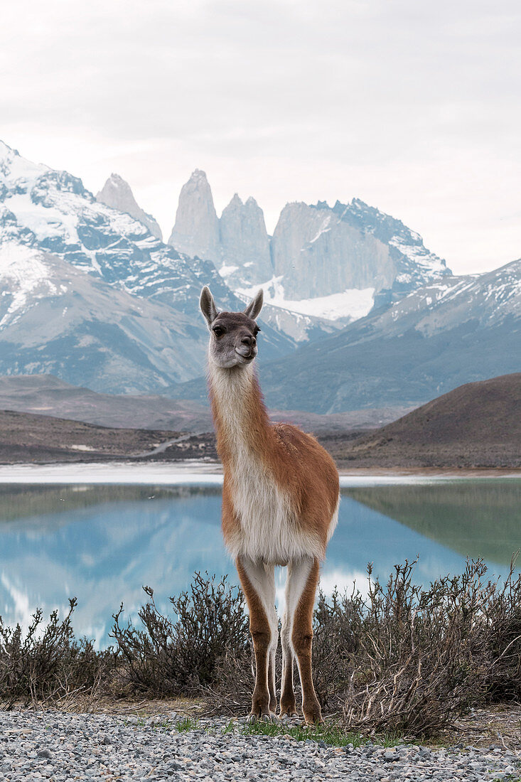 Guanaco in a Patagonian landscape