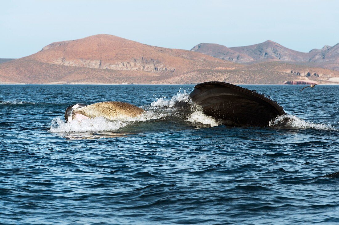 Humpback whale lunge feeding