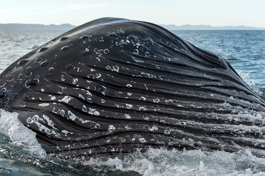 Humpback whale lunge feeding
