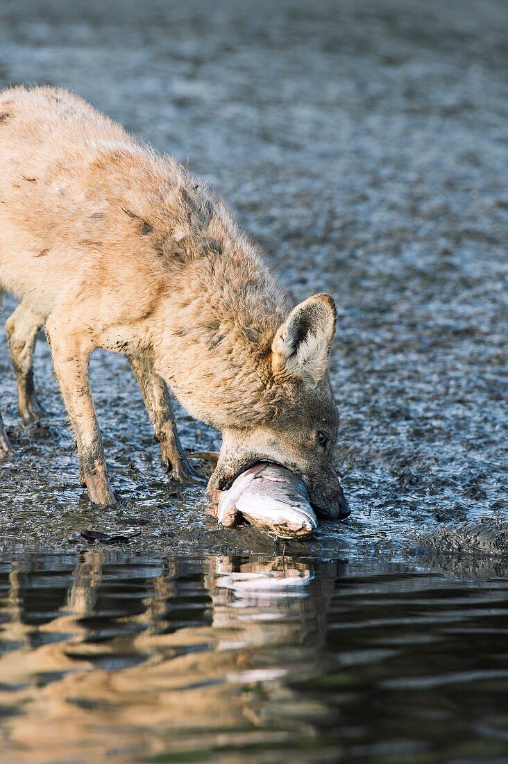 Coyote scavenging a dead fish