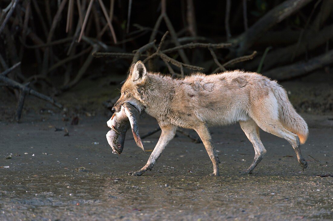 Coyote scavenging a dead fish