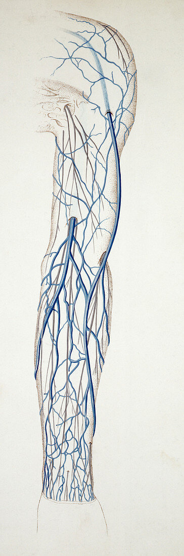Superficial veins of arm, illustration