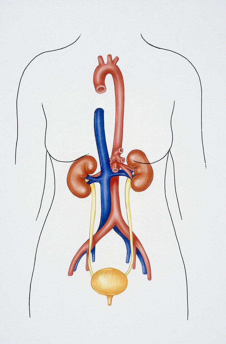 Excretory system, illustration