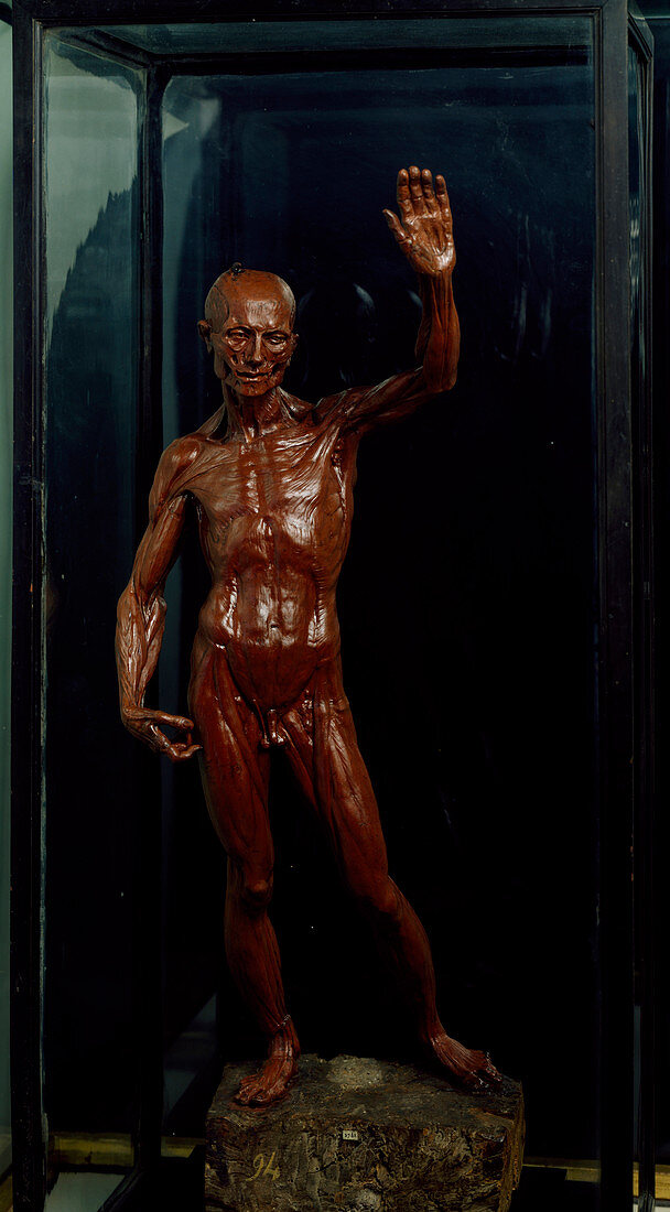 Anatomical figure in wax