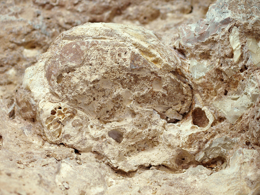 Fossil hominin skull (Aroeira 3)