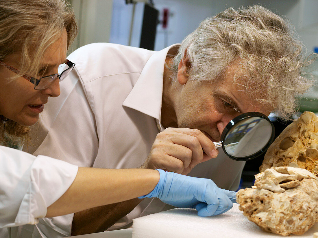 Fossil hominin skull reconstruction