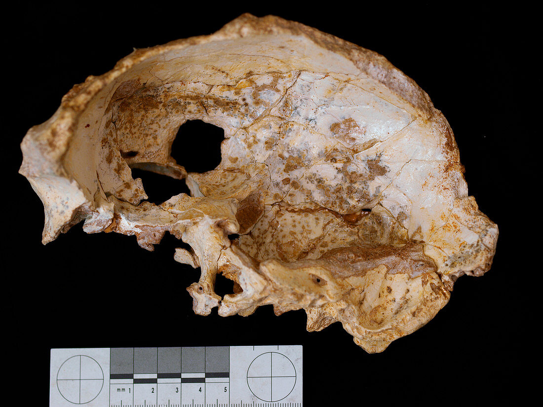 Fossil hominin skull interior (Aroeira 3)