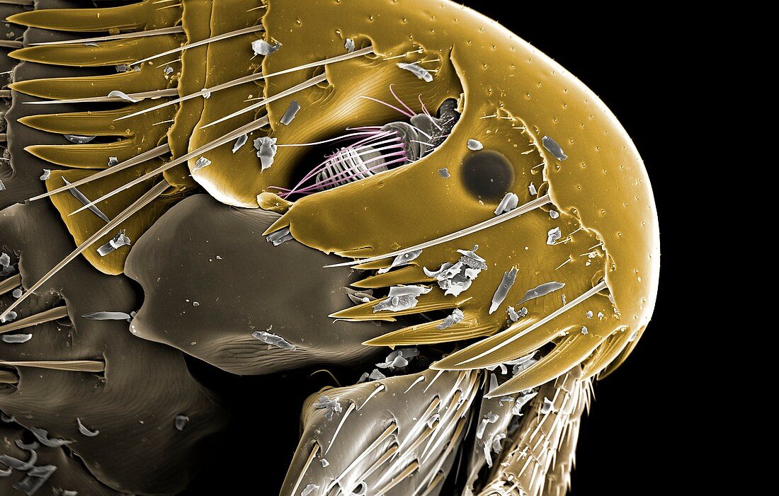 Dog flea head, SEM