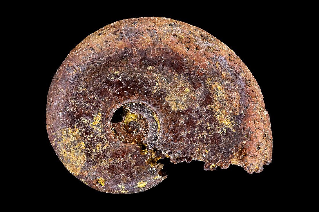 Ammonite fossil, macrophotograph