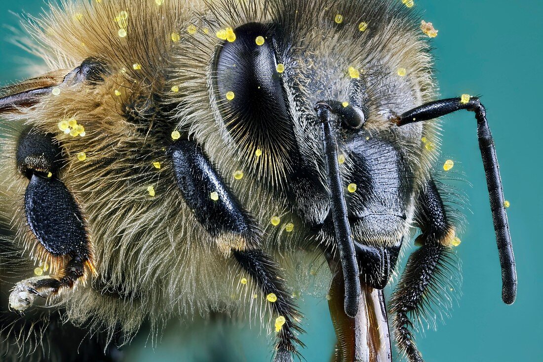 Honeybee with pollen, macrophotograph
