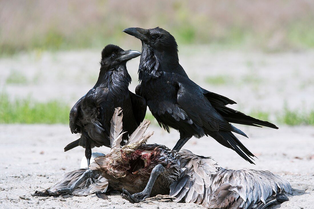 Common ravens feeding on a dead pelican