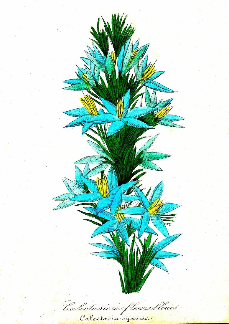 Star of Bethlehem in flower, illustration