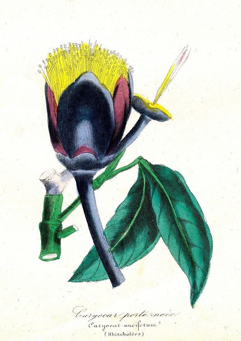 Butternut of Guiana, 19th C illustration