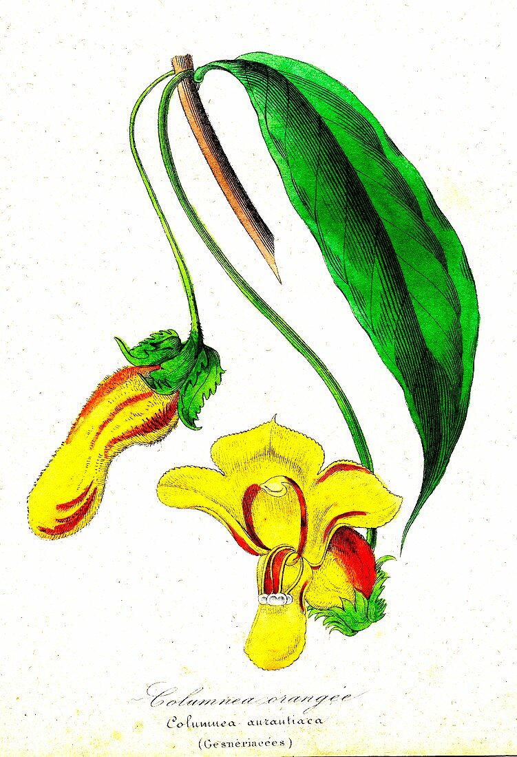 Flying goldfish plant, 19th C illustration