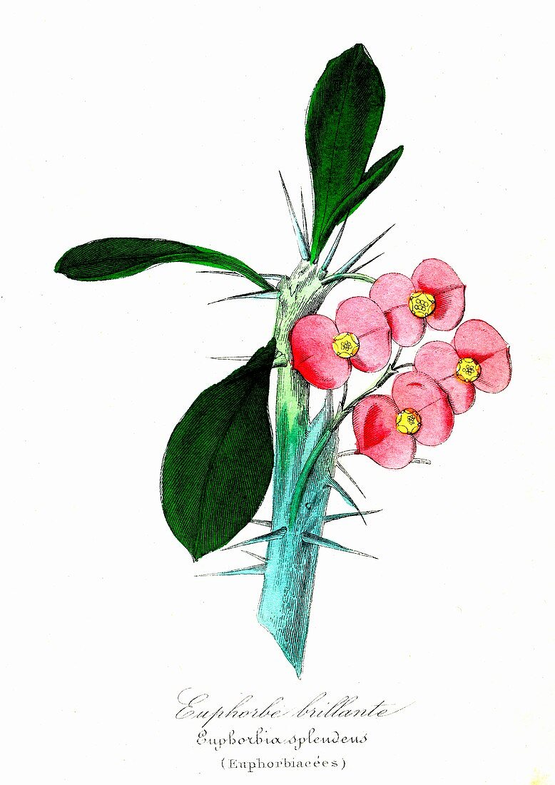 Spurge (Euphorbia splendeus), 19th C illustration