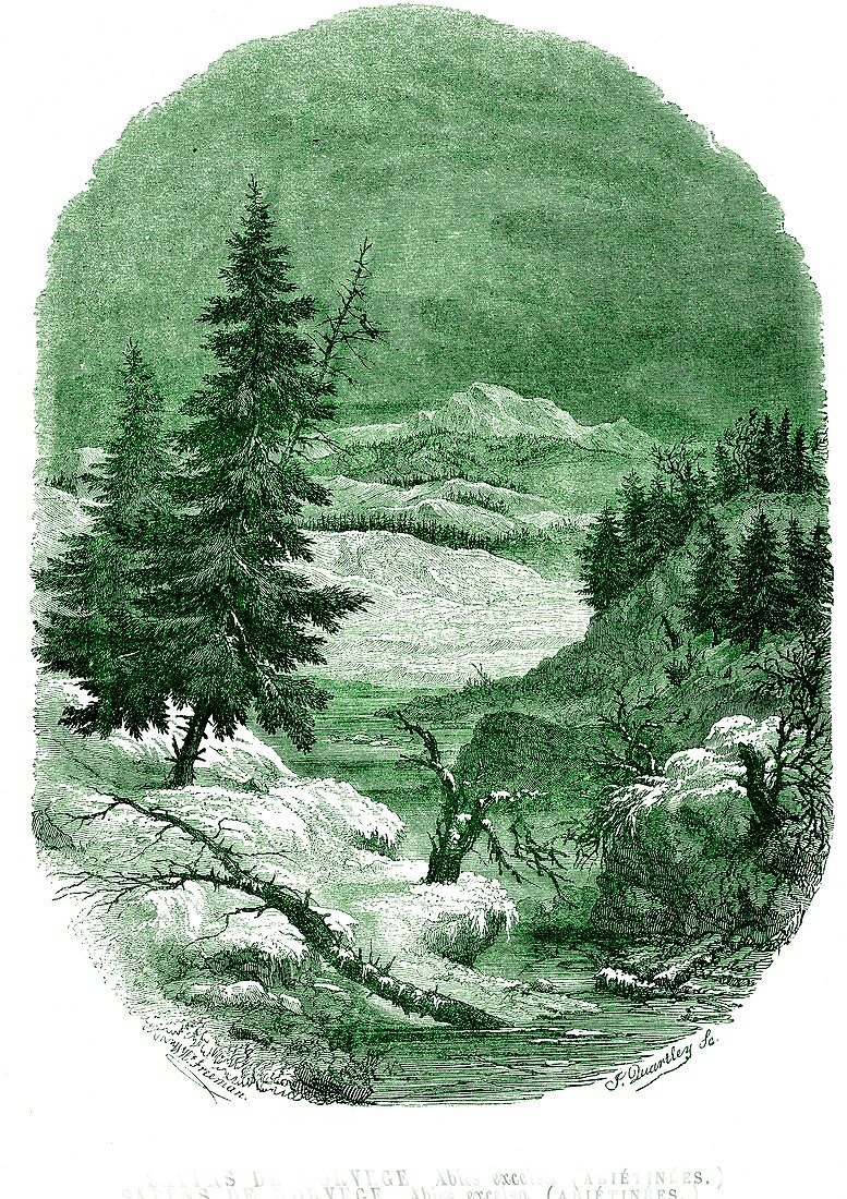 Silver fir trees, 19th C illustration