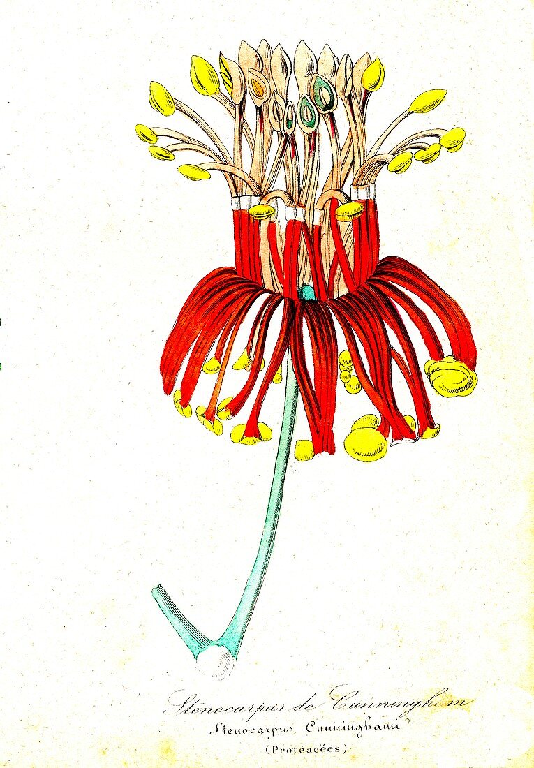Protea flower, 19th C illustration