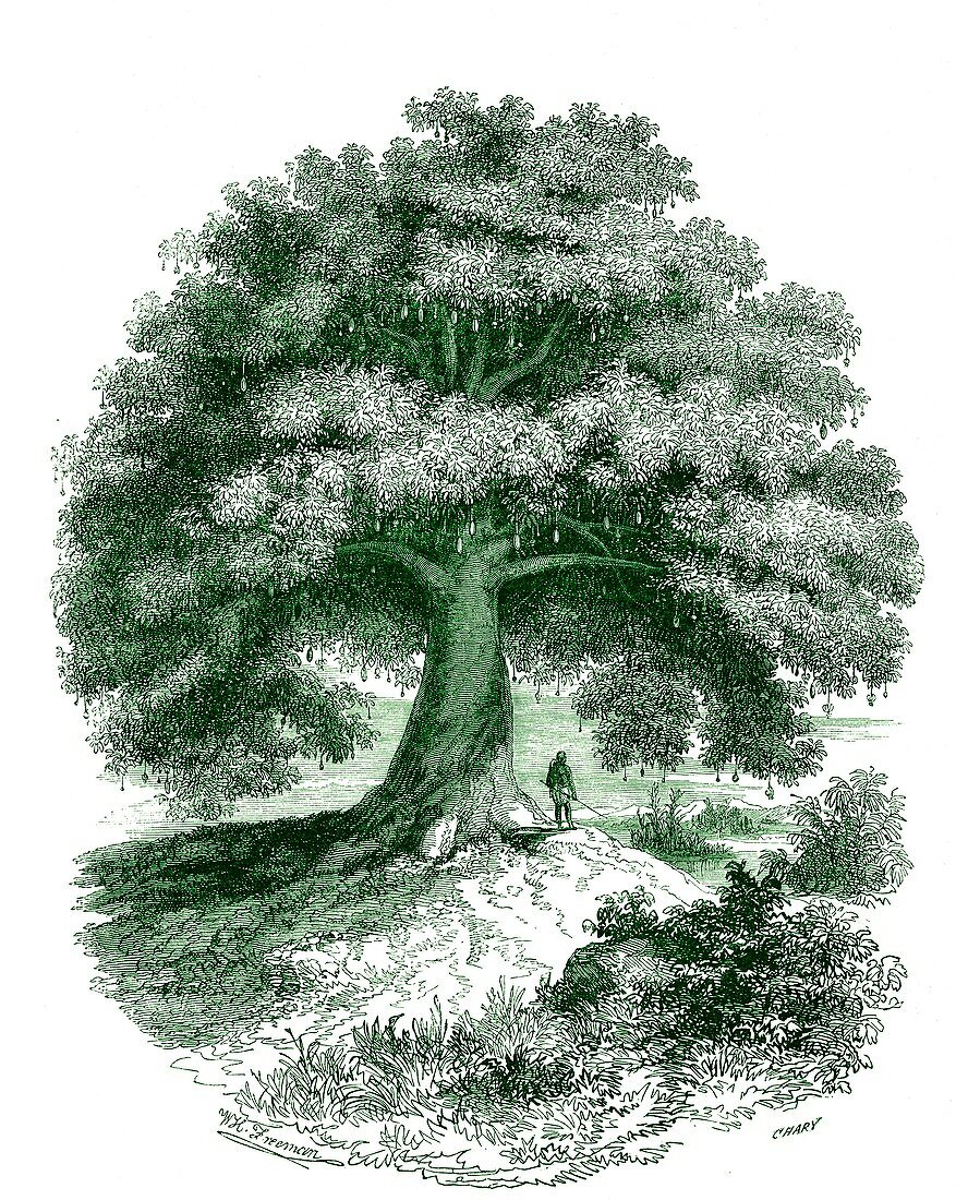 Baobab (Adansonia sp.) tree, 19th C illustration